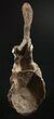 Tall Diplodocus Caudal Vertebra - Dana Quarry #10142-7